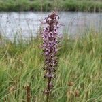 Pedicularis groenlandica 整株植物