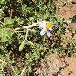Solanum arundo 花