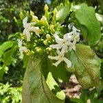 Tabernaemontana stapfiana Blüte