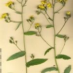 Hieracium prenanthoides Sonstige