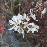 Amelanchier × lamarckii Flower