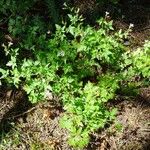 Geranium robertianum Habitus