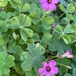 Oxalis articulata Kvet