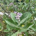 Calotropis gigantea Hoja