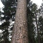 Pinus serotina Écorce