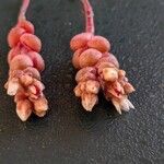 Sedum andegavense 花