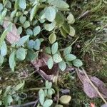Peperomia tetraphylla Hoja