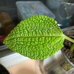 Pilea involucrata Ліст