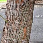 Eucalyptus botryoides Кора