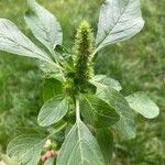 Amaranthus retroflexusFloare