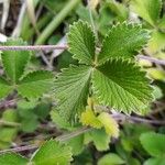 Potentilla argyrophylla ᱥᱟᱠᱟᱢ