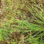 Agrostis perennans Blad