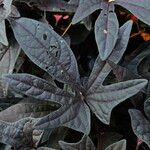 Ipomoea batatas Hoja