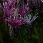 Serratula tinctoria Flors