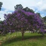 Tibouchina granulosaFuelha