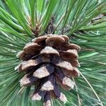 Pinus nigra Плод