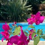 Bougainvillea × buttiana