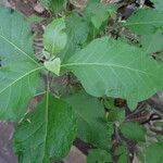 Gymnanthemum coloratum List