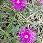 Delosperma cooperi പുഷ്പം