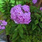 Phlox glaberrima ফুল