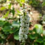 Galax urceolata Flower