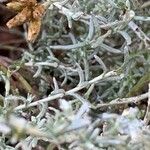 Helichrysum italicum Folha