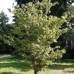 Acer carpinifolium Libunga