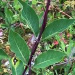 Lonicera periclymenum Leaf