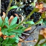 Saxifraga androsacea Лист