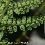 Dryopteris mindshelkensis Vrucht