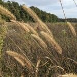 Setaria faberi Habit