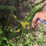 Cyperus polystachyos Floare