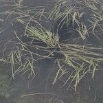 Zostera marina Folha