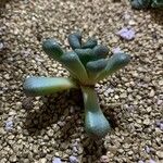 Aloinopsis schooneesii 葉