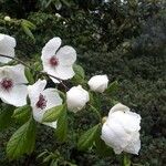 Stewartia malacodendron Λουλούδι
