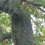 Quercus coccinea Corteccia