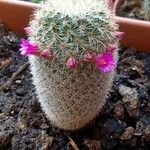 Mammillaria matudae Fleur