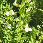 Gratiola officinalis 花