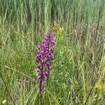 Anacamptis laxifloraFlor