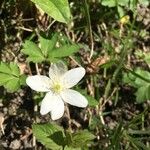 Anemone nemorosa Цветок