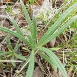 Onosma arenaria List