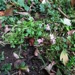 Malcolmia maritima പുഷ്പം