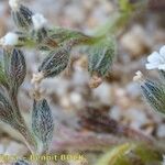 Myosotis pusilla Otro