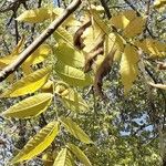 Juglans nigra Листок