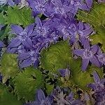 Campanula garganica Blomst