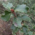 Quercus berberidifolia Blatt