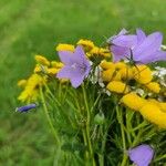 Campanula rhomboidalisFlor