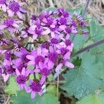 Pericallis papyracea Floro