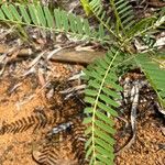 Sesbania herbacea Hostoa