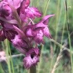 Anacamptis coriophora Květ